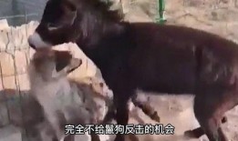 大驴爆料大哥视频播放大全,大驴爆料大哥精彩视频集锦大盘点