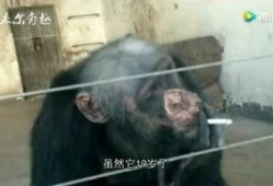 猪妹最新爆料,娱乐圈最新爆料大揭秘！