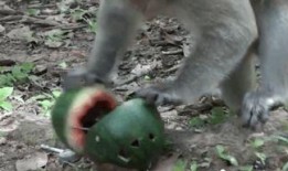 猴王吃瓜短片免费观看高清,免费高清短片，畅享欢乐时光