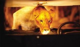 狮口惊魂2在线观看,生死逃亡再启程