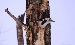 啄木鸟 在线观看