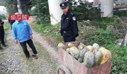 永年网红吃瓜事件,揭秘网络舆论背后的真相与争议