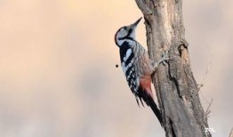 啄木鸟 在线观看