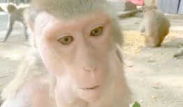 猴王吃瓜短片免费观看高清,免费高清短片，畅享欢乐时光