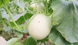 永年网红吃瓜事件,揭秘网络舆论背后的真相与争议