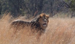 狮口惊魂2在线观看,生死逃亡再启程