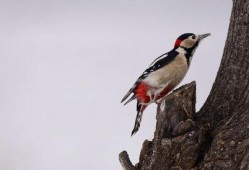 啄木鸟 在线观看