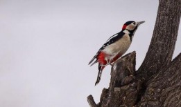 啄木鸟 在线观看