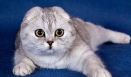 娱乐吃瓜君七七折耳猫,娱乐吃瓜君的萌宠日常