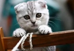 娱乐吃瓜君七七折耳猫,娱乐吃瓜君的萌宠日常