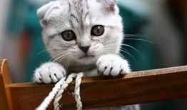 娱乐吃瓜君七七折耳猫,娱乐吃瓜君的萌宠日常