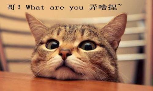 吃瓜娱乐君折耳猫,吃瓜娱乐君带你揭秘网红宠物的魅力与争议